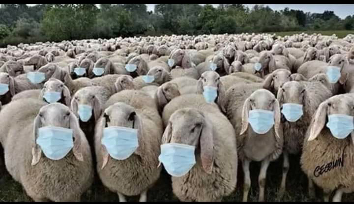 Masked Sheep